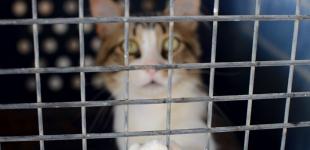 Кабмин предлагает ограничить доступ осужденных к интернету и телефону