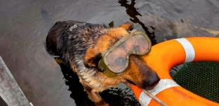 Ще один побратим Патрона: у ДСНС розповіли про рятувальну собаку-водолаза Найду