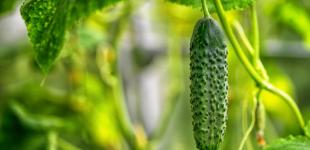 Какой минимум нужно знать об огурцах в преддверии их сезона