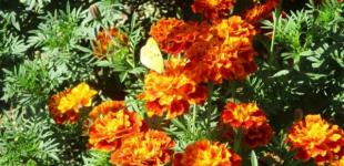 Проливні дощі і різке похолодання: синоптики назвали дату холодного циклону