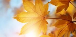 Чи повернеться тепло в Україну? Синоптики дали прогноз погоди на всю осінь