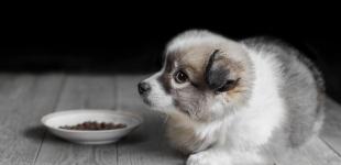 Любовь к питомцу: почему корм для стерилизованных собак так важен