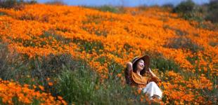 Природная аномалия в Калифорнии: горы укрыл ковер из цветов
