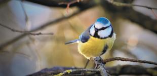 На Рождество украинцев порадует зимнее солнце: прогноз погоды на 7 января