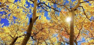 Погода в Україні: від 10 жовтня стане прохолодніше