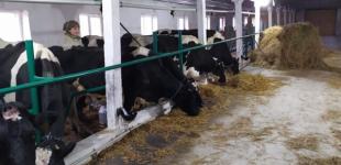 Рогатий стартап. Як в Україні заробляти по 40 000 гривень на коровах