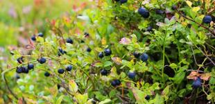 Резкое похолодание, а затем жара до +36: синоптик спрогнозировал погоду в Украине в июле и августе