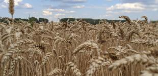 В Украину идут дожди, свежесть и похолодание