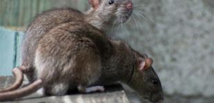Киев объявил войну крысам