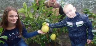 Садовод из Черновицкой области нашел способ выращивать авокадо, кофе, имбирь и папайю