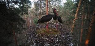 В Украину через 18 лет вернулся редкий черный аист