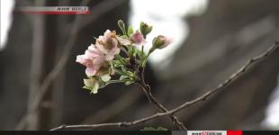 Япония наслаждается неожиданным осенним цветением сакуры