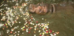 В Харькове бегемотиха Степанида выкупалась в бассейне с лепестками роз