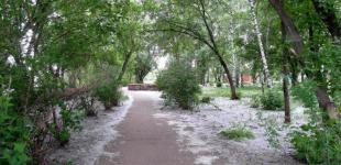 Вызывает аллергию и переносит коронавирус: в «Ранку з Україною» иммунолог развенчала мифы о тополином пухе