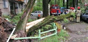 Спасатели 6 раз выезжали убирать поваленные деревья с дорог и авто