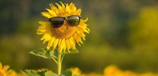 Синоптики рассказали, сколько еще продлится жара в Украине 