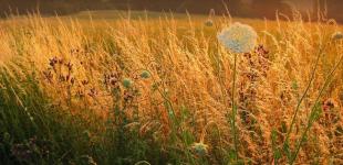 В Украину снова вернулась жара