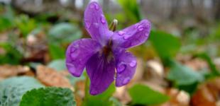 Весна в Украине завершается грозовыми дождями и похолоданием