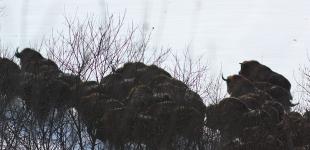 В Винницкой области родилось семеро детенышей зубров