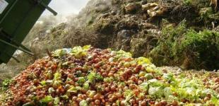 Ненужные овощи: почему украинские продукты гниют на свалках