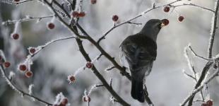 Мороз, снежок и гололедица - прогноз на новогодние праздники