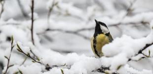 В Украине будет облачно, в двух областях пойдет снег 