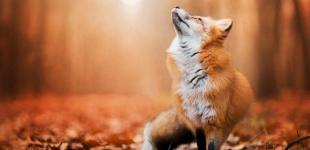 В Укргидрометцентре рассказали, каким будет ноябрь этого года