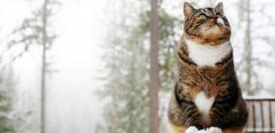 Вночі мокрий сніг, а вдень до +12: синоптик опублікувала прогноз погоди на 10 лютого