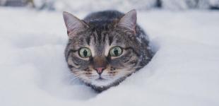 Метровые сугробы: в Укргидрометцентре назвали города, которые больше всего засыпало снегом