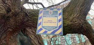 В Киеве «полечили» липу Петра Могилы