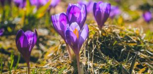 +20 в Україні: синоптик спрогнозувала, де на Благовіщення буде найтепліше