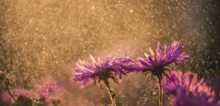 У вівторок в Україні потеплішає до +21°, у п'яти областях - дощі 