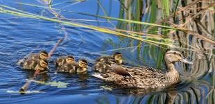 Українців попередили про заморозки вночі: якою буде погода 15 квітня
