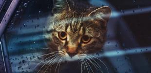 Потепління не чекайте: народний синоптик засмутив прогнозом на початок травня