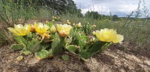 В Украине в лесу цветут кактусы, ученые предупреждают об опасности