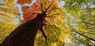 В Украину в октябре ворвется потепление до +21: синоптик озвучила дату