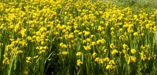 Невероятная красота и пророческие цветы: почему стоит посетить долину ирисов в Винницкой области