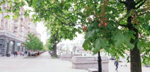 В Києві стане тепліше: прогноз на 16 травня