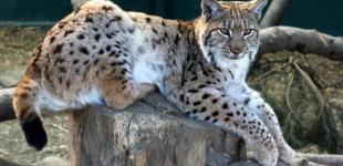 В Киевском зоопарке разводят краснокнижных животных чтобы выпустить их в дикую природу