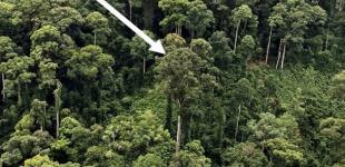 Ученые нашли самое высокое в мире тропическое дерево