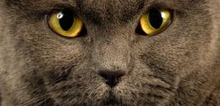 В Киеве запустили систему, позволяющую находить потерянных животных