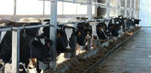 Государство будет возмещать 30% стоимости строительства животноводческих ферм