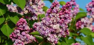 Синоптики рассказали, какая погода будет в Украине в начале недели