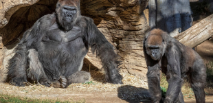 У горилл впервые в мире обнаружили COVID-19