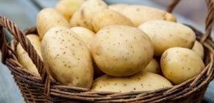 Як зберігати картоплю у квартирі чи погребі, щоб вона не проросла і не зіпсувалася