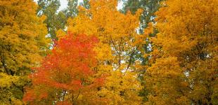 В Україні прогнозують від -6° вночі до +17° вдень