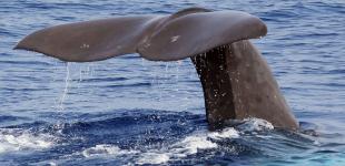 В Средиземном море появились огромные киты