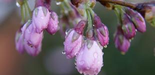 Дожди продолжатся, при этом в Украине потеплеет до +17°