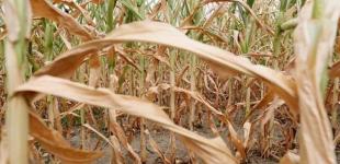 Засуха в Германии: фермеры получат 340 млн евро компенсации 