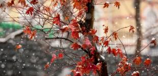 Метеоролог рассказал, когда ждать первый снег в Украине